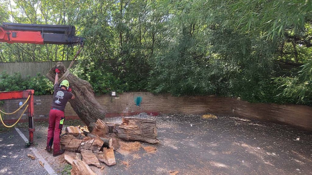 Efficient Tree Removal in Urban Environment