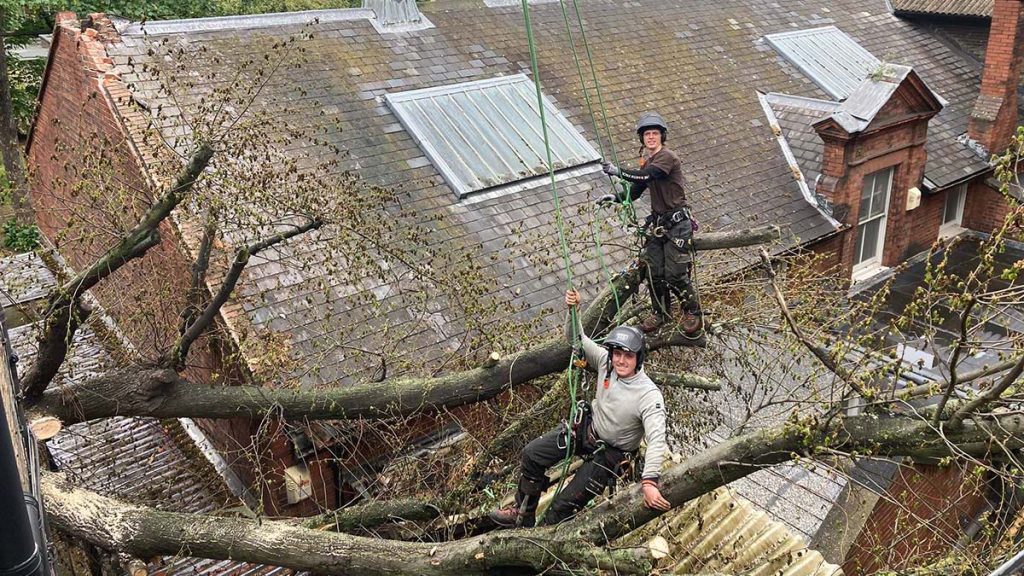Emergency Tree Removal after Storm Damage