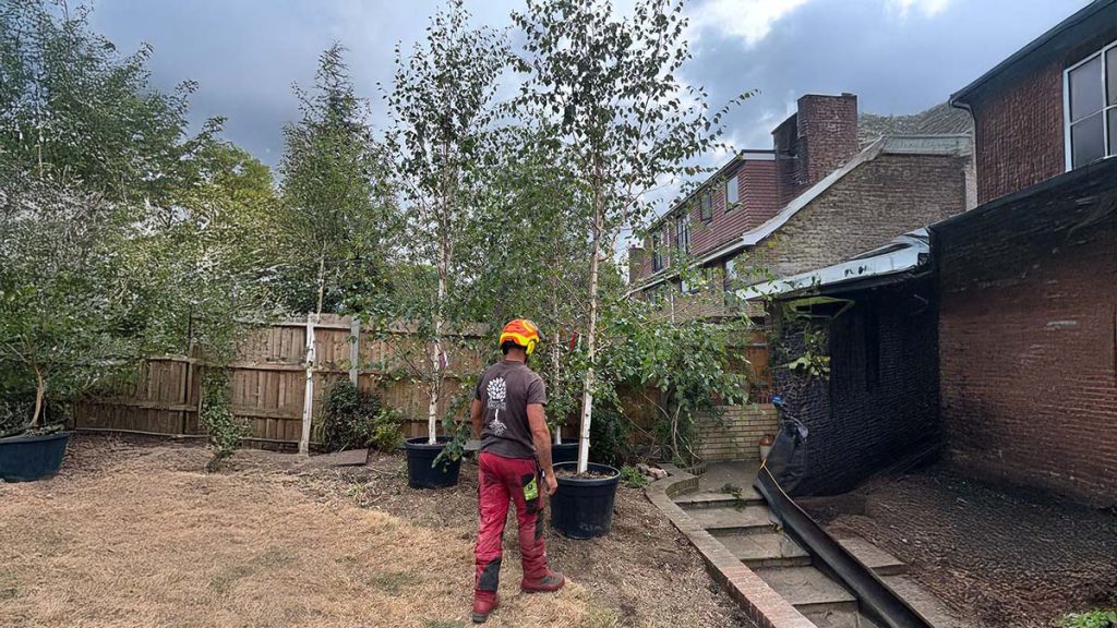 Tree Planting for Urban Greening